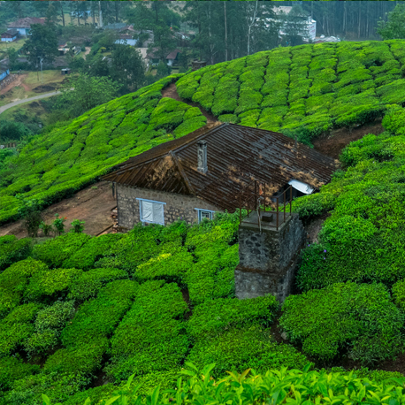munnar-03